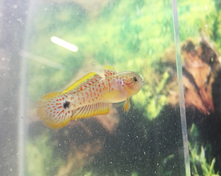 Peacock Gudgeon Goby ~ 1-2cm